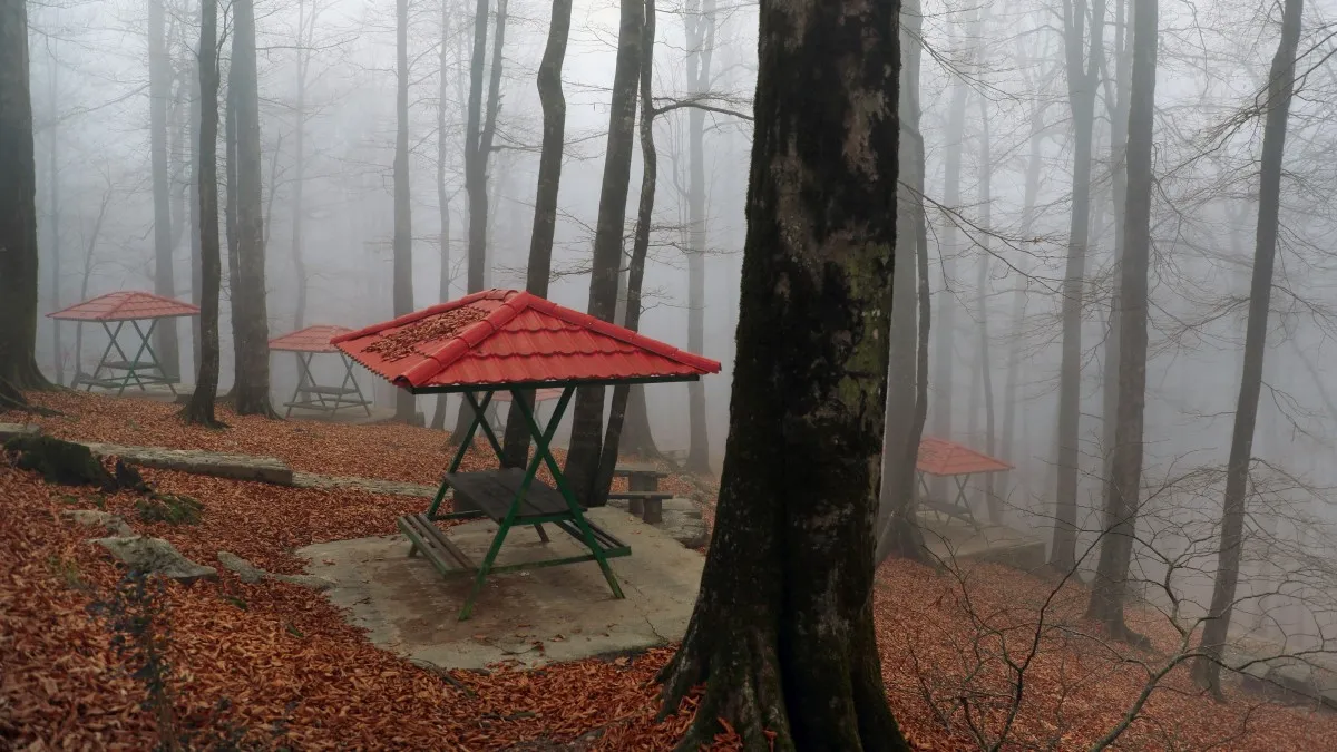 وضعیت جنگلهای هیرکانی تا 4 آذر