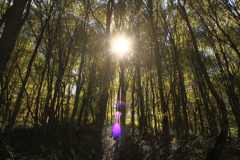 قدمت جنگل‌های هیرکانی