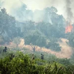 3 تا 10 سال حبس برای آتش زدن عمدی جنگل‌ها